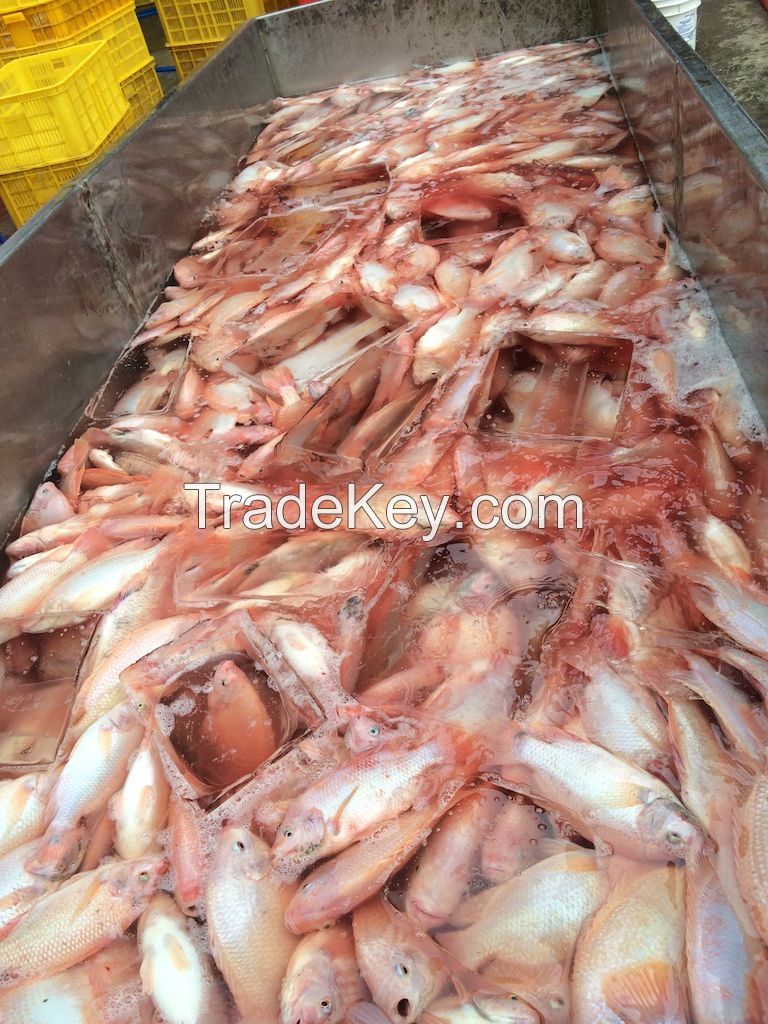 Supply frozen seafoods