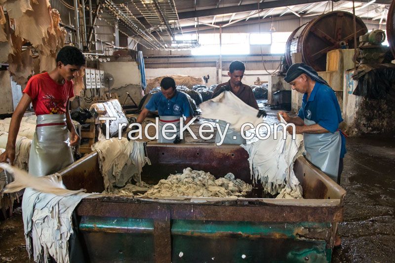 Wet blue Yemeni goat skin leather