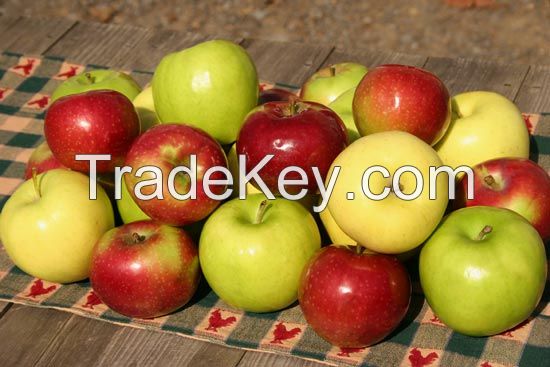 2014 Fresh Apple of Fruit From Turkey