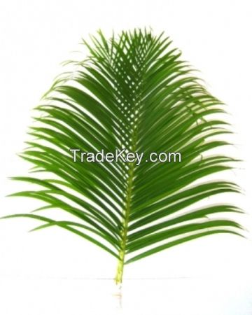 Cane Palm