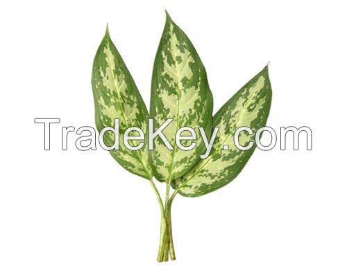 Aglaonema malay