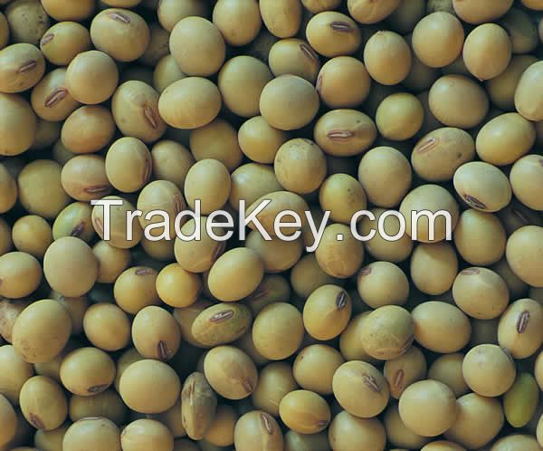 soybeans