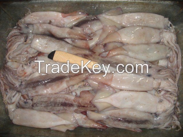 Frozen and fresh Squid