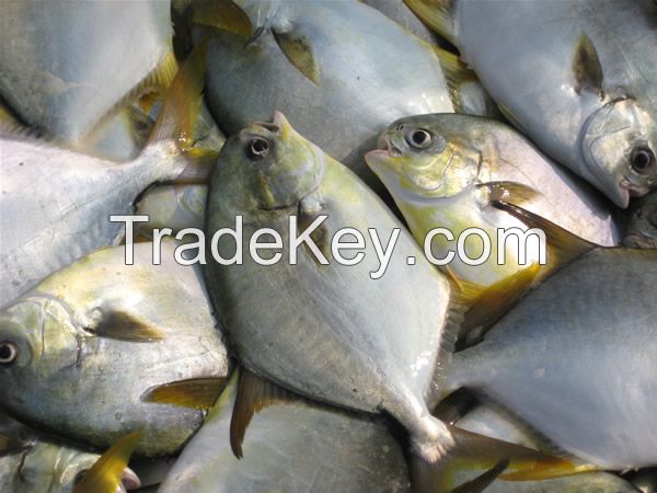 Frozen Golden Pomfret, Frozen Red Pomfret Pacu