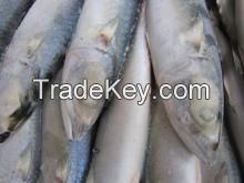 Frozen ribbonfish, Frozen seabass fillet