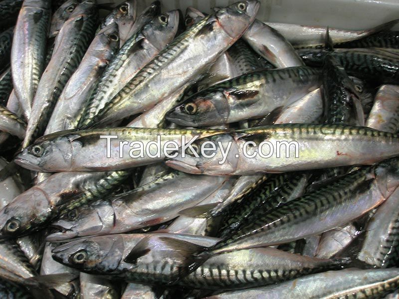 Fresh Atlantic Mackerel, Dried and Frozen Horse Mackerel, FROZEN SPANISH MACKEREL, indian mackerel, mackerel