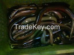 Alive Eel fish, Glass Eel fish, frozen Silver fish, Pangasius fish maw