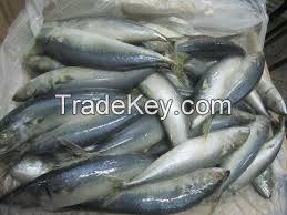 Fresh Atlantic Mackerel, Dried and Frozen Horse Mackerel, FROZEN SPANISH MACKEREL, indian mackerel, mackerel 