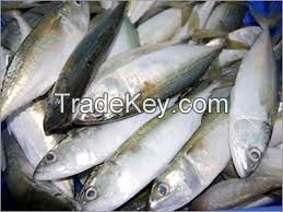 Fresh Atlantic Mackerel, Dried and Frozen Horse Mackerel, FROZEN SPANISH MACKEREL, indian mackerel, mackerel 