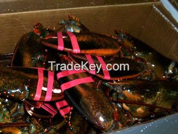 frozen whole lobster, Live Canadian Premium Lobster, red canadian lobster