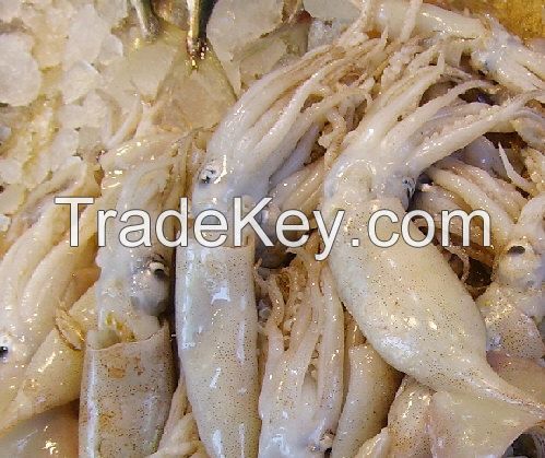 Frozen and fresh Squid