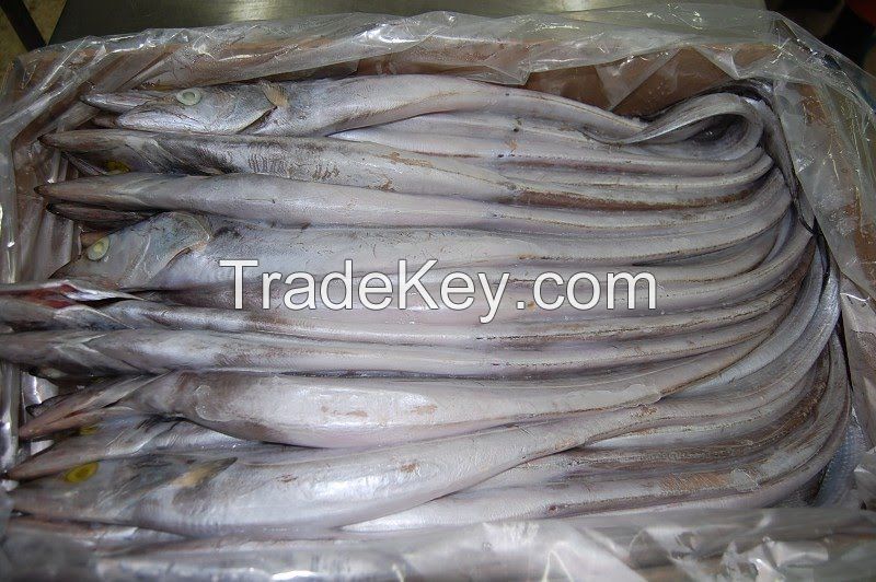 Frozen ribbonfish, Frozen seabass fillet