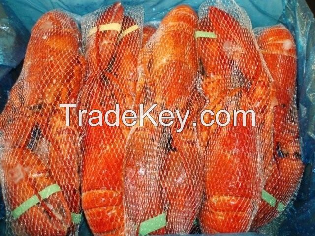 frozen whole lobster, Live Canadian Premium Lobster, red canadian lobster