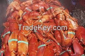 frozen whole lobster, Live Canadian Premium Lobster, red canadian lobster