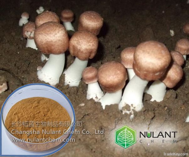 Fungi Mushroom extract Polysaccharides