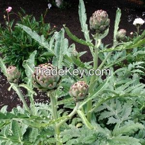 We offer 2014 crop Artichoke Leaves