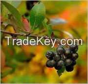 Oil Aronia 