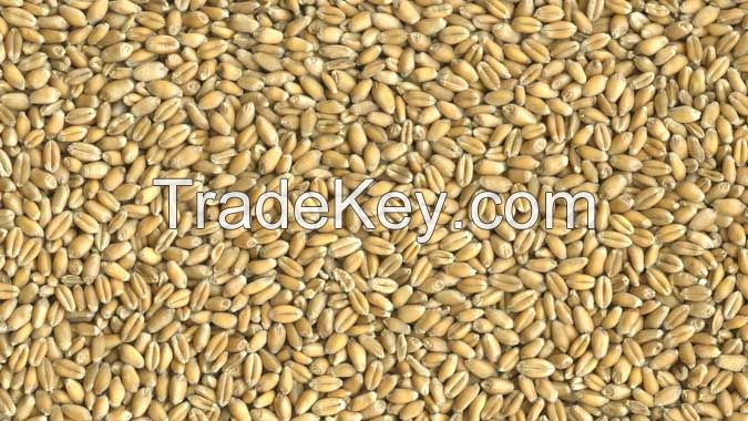 SOFT RED WINTER WHEAT(SRWW)