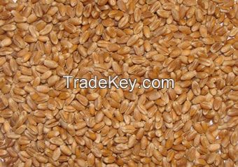 WHEAT FOR ANIMAL FEED 