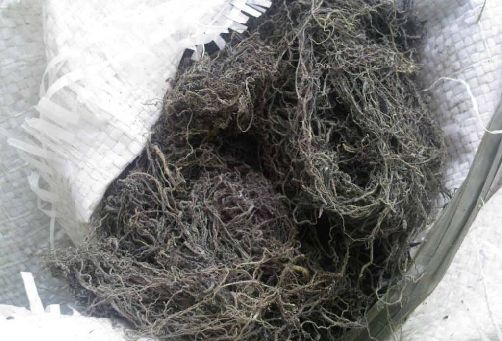 Dried Gracilaria seaweed