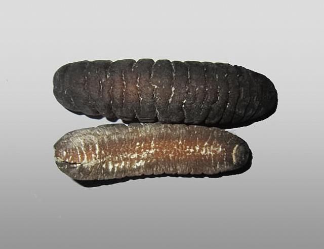 Dried sea cucumber