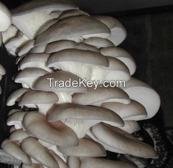 Pleurotus ostreatus