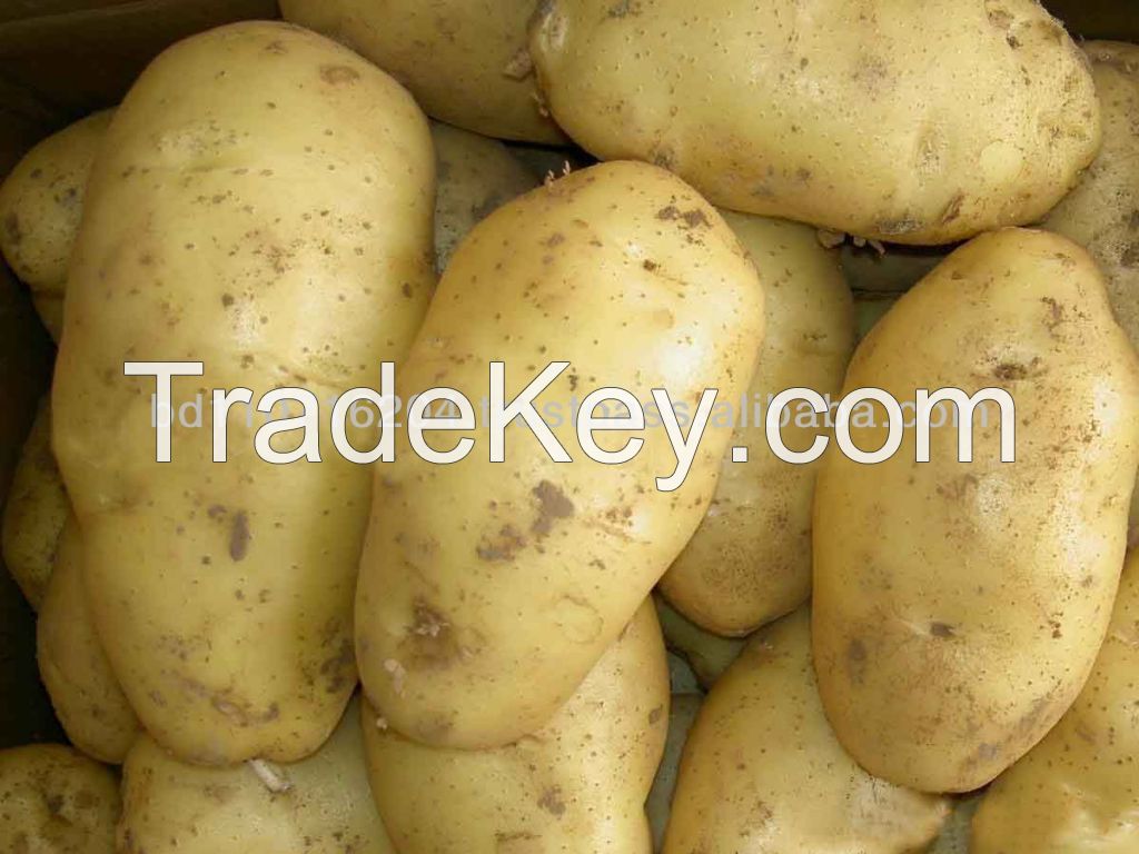 20000 MTS Fresh Potatos