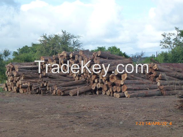 Casuarina Equisetifolia hardwood firewood