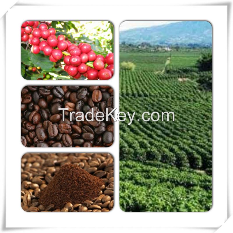 VIETNAM ROBUSTA COFFE BEANS GRADE 1 AND GRADE 2, PACKING 60KG/BAG, BEST PRICE