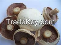 New Zealand Mushrooms