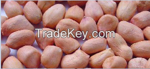 Peanut or Groundnut