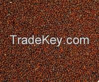 sorghum