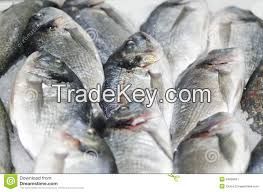 FROZEN TUNA FISH, CHICKEN PAWS, FEET,HALAL CHICKEN, SEAFOOD