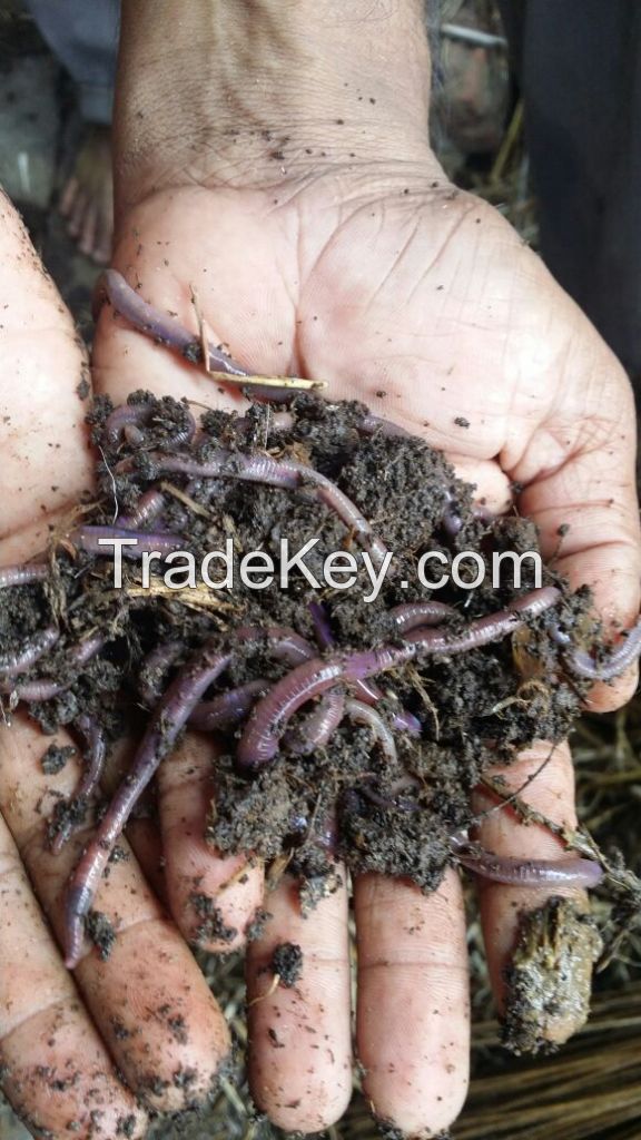 Vermicompost