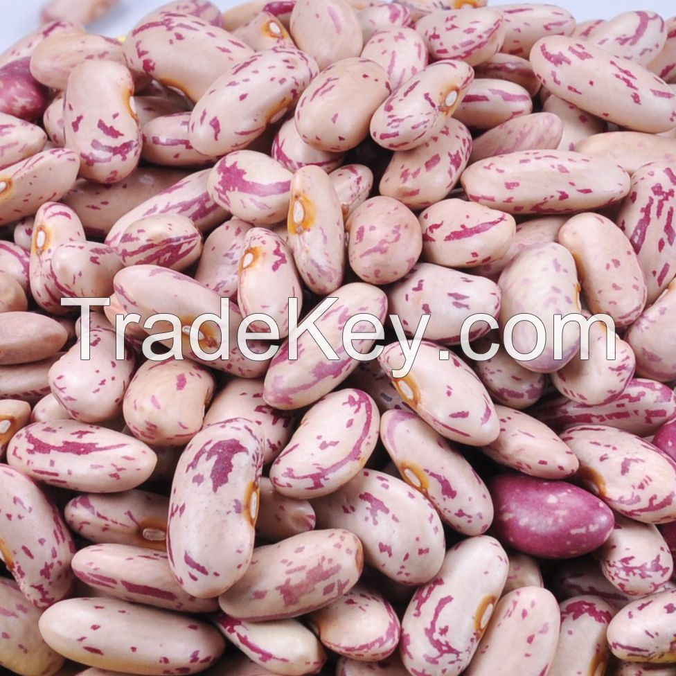 KIDNEY bean, Long Shape Kidney Bean, Round Shape Kidney Bean