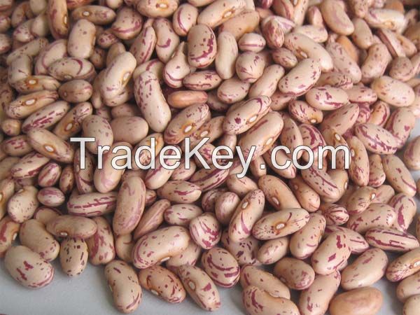 KIDNEY bean, Long Shape Kidney Bean, Round Shape Kidney Bean