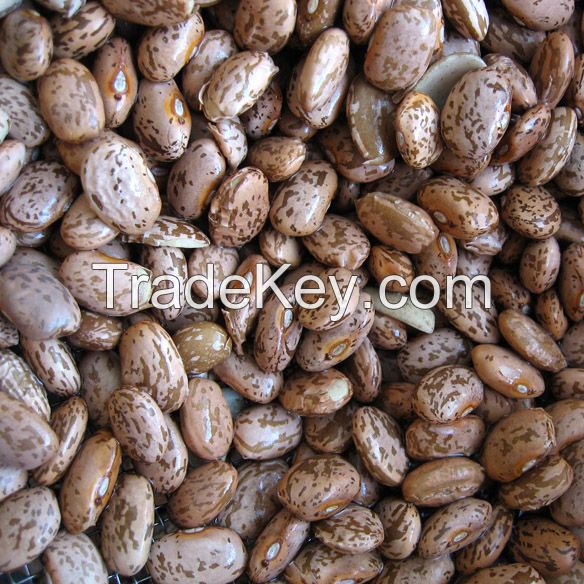 Crop 2014 KIDNEY bean, Long Shape Kidney Bean,Round Shape Kidney Bean