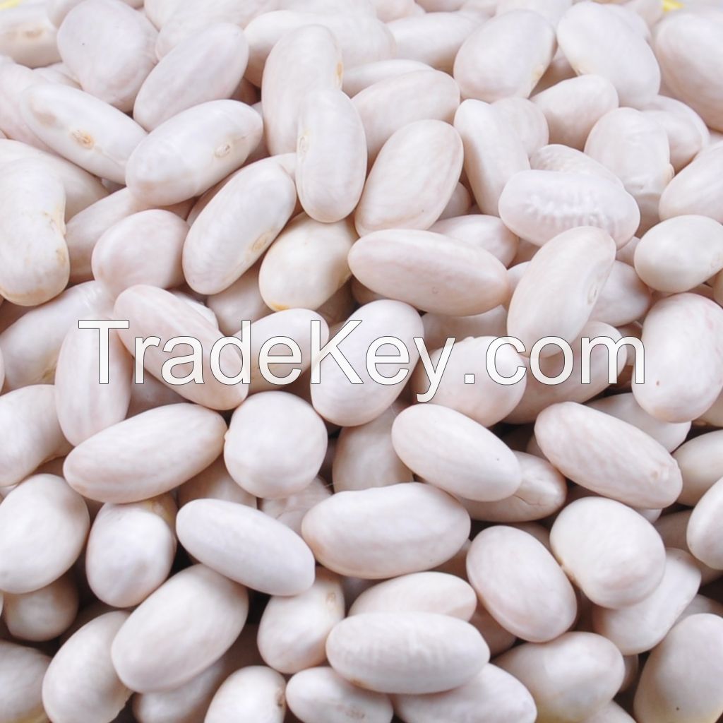Crop 2014 KIDNEY bean(England,Japanese,Medium,Spanish,Navy,Alubia,Large,Long,Round,Small)