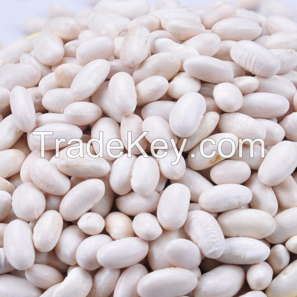 White kidney bean.big white kidney bean