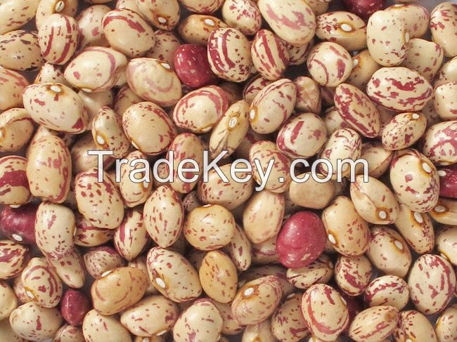 Crop 2014 KIDNEY bean, Long Shape Kidney Bean,Round Shape Kidney Bean