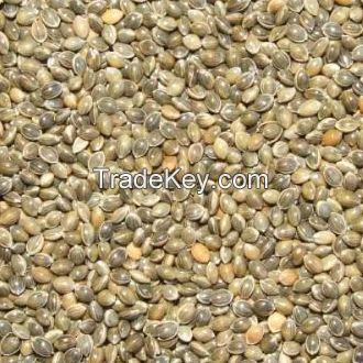 Broomcorn millet,( white,black,red,green,yellow),Millet