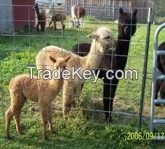 field fence