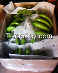 Fresh Green Class A Cavendish Bananas