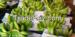 Fresh Green Class A Cavendish Bananas