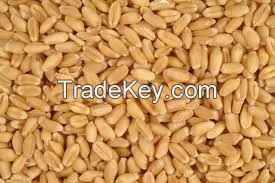 Australia Wheat