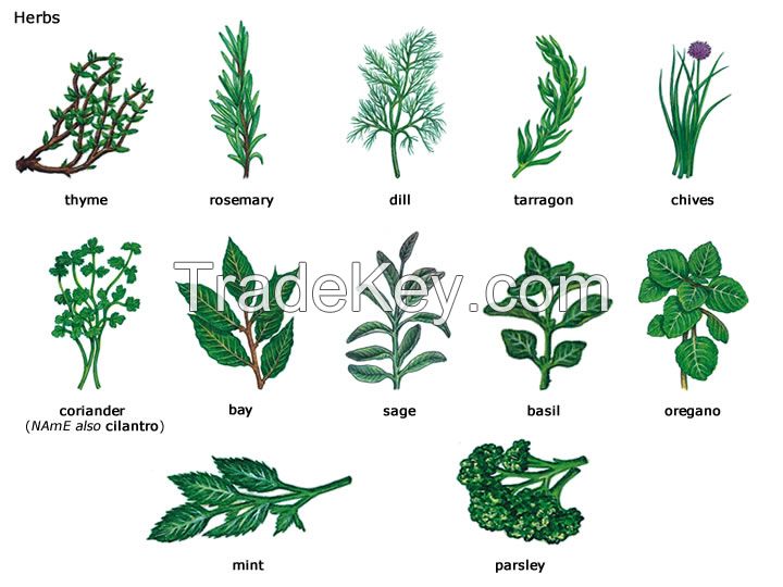 ayurvedic herbs 