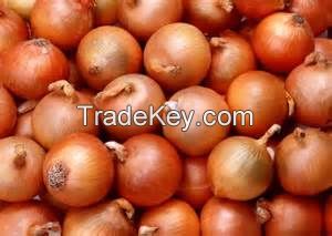 best fresh Onion price 