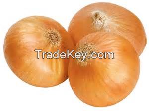 best fresh Onion price 