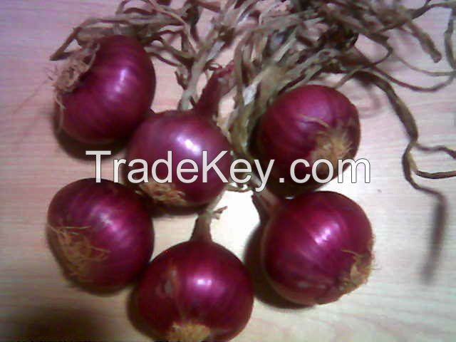 best fresh Onion price 