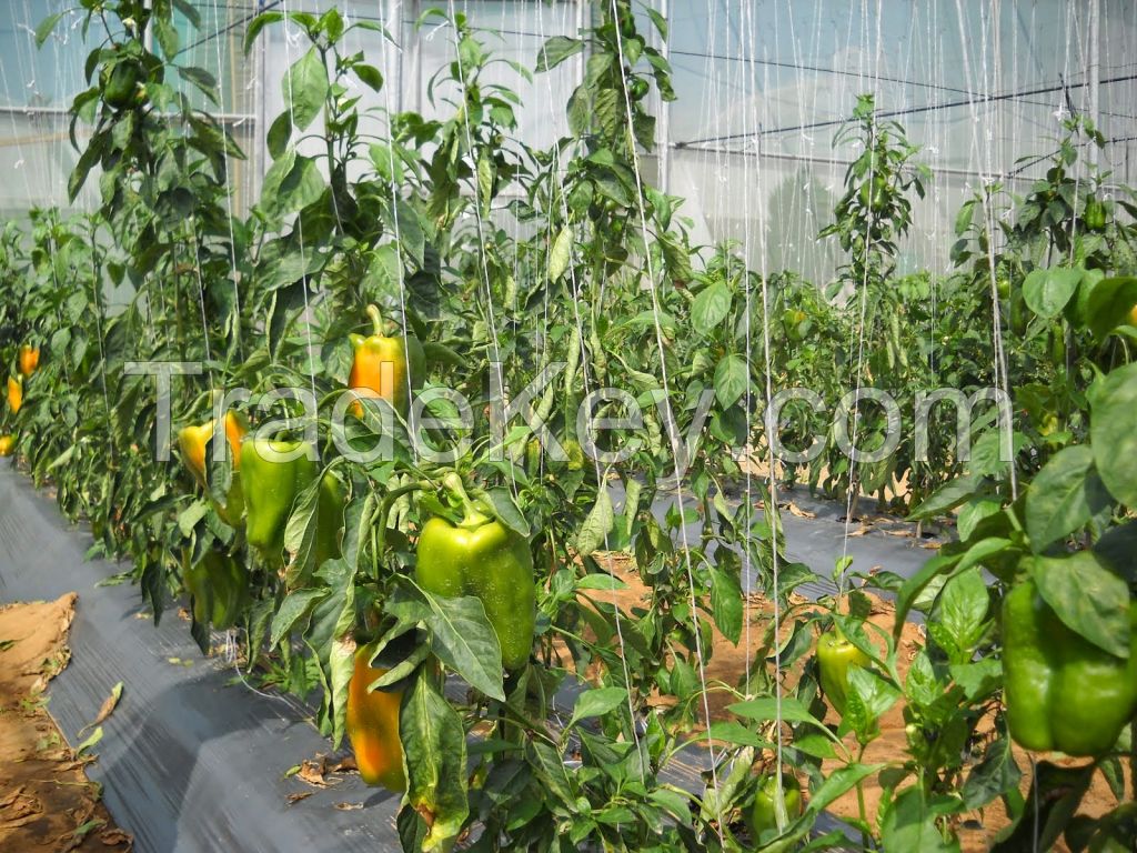 Color Capsicum (Red, Green and Yellow) available in bulk 